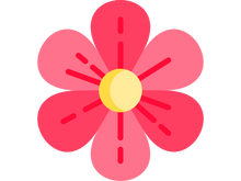 beautiful flower for your garden in our shop