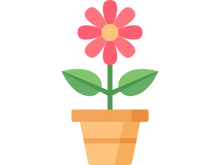 flower in a pot