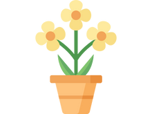 flower in a pot