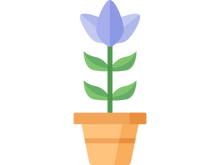 flower in a pot
