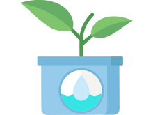 sprout